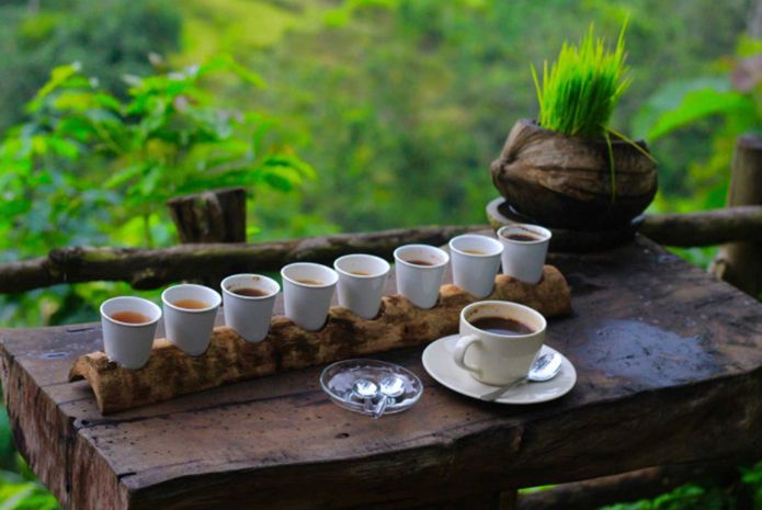 bali pulina coffe plantation